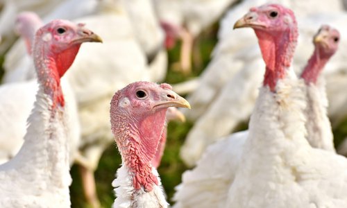 1st stage of turkey meat processing facility construction, production capacity up to 6,000 tons per year