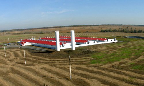 Строительство свиноводческого комплекса для производства свинины 